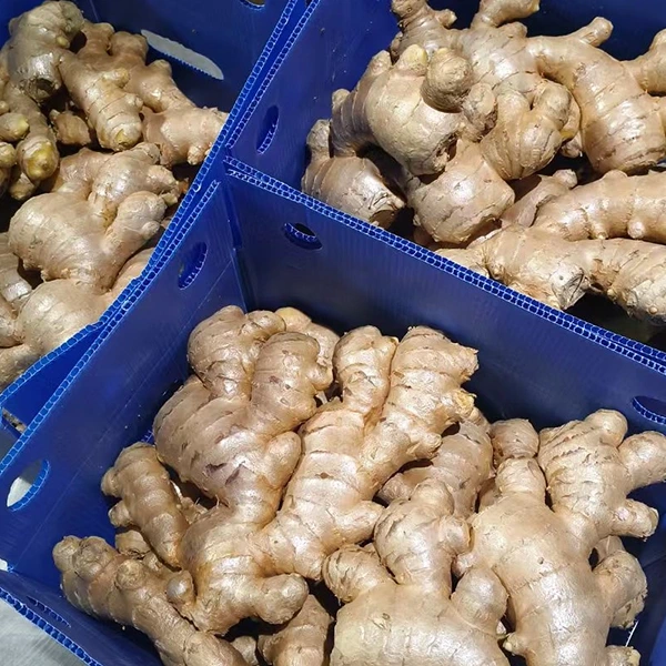 Frësch Ginger Maart ëmfaasst Qualitéit Upgrade