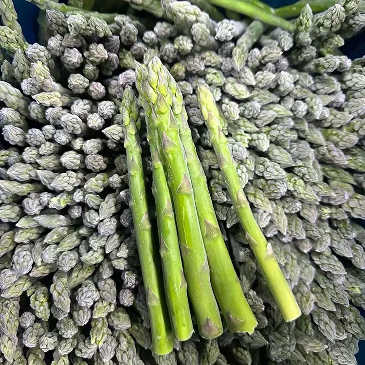 Ausgewielt Frozen Green Spargelen fir konsequent Foodservice an Ingredients Versuergung