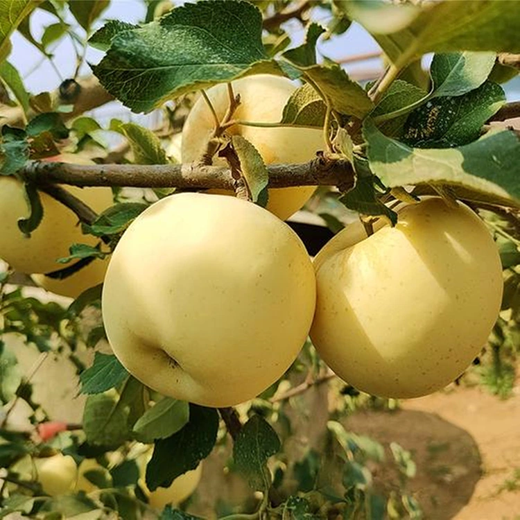 Frësch Golden Delicious Äppel