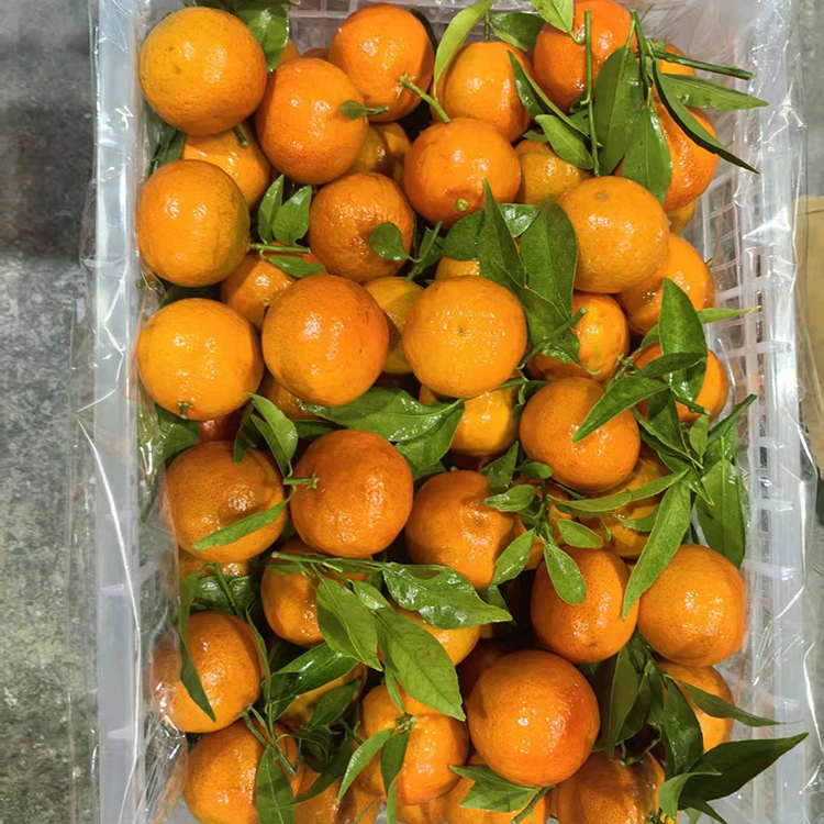 Frësch Mashui Mandarin