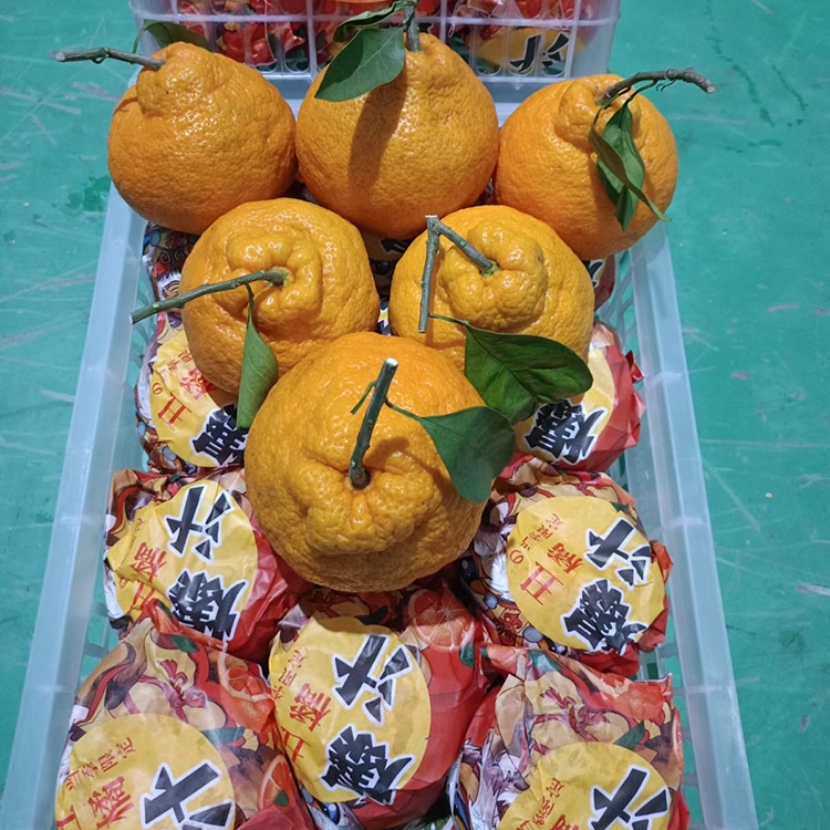 Frësch Shiranui Mandarin