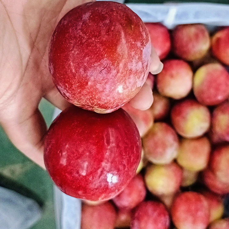 Frësch Séiss Rot Meiyi Plum