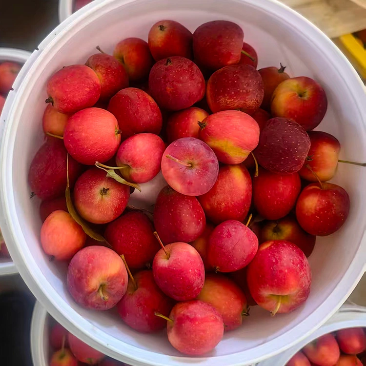 Héich-Grad New-Crop Chinese Kiischtebléien Apple