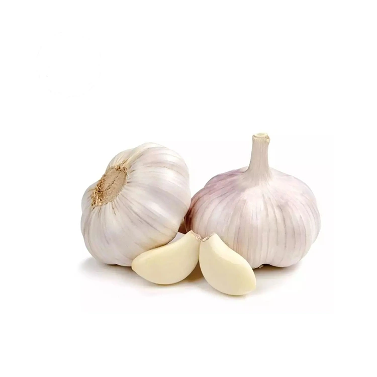 Premium Firm a Plump Normal White Knuewelek