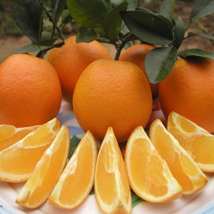 Premium Frësch Juicy Séiss Navel Orangen
