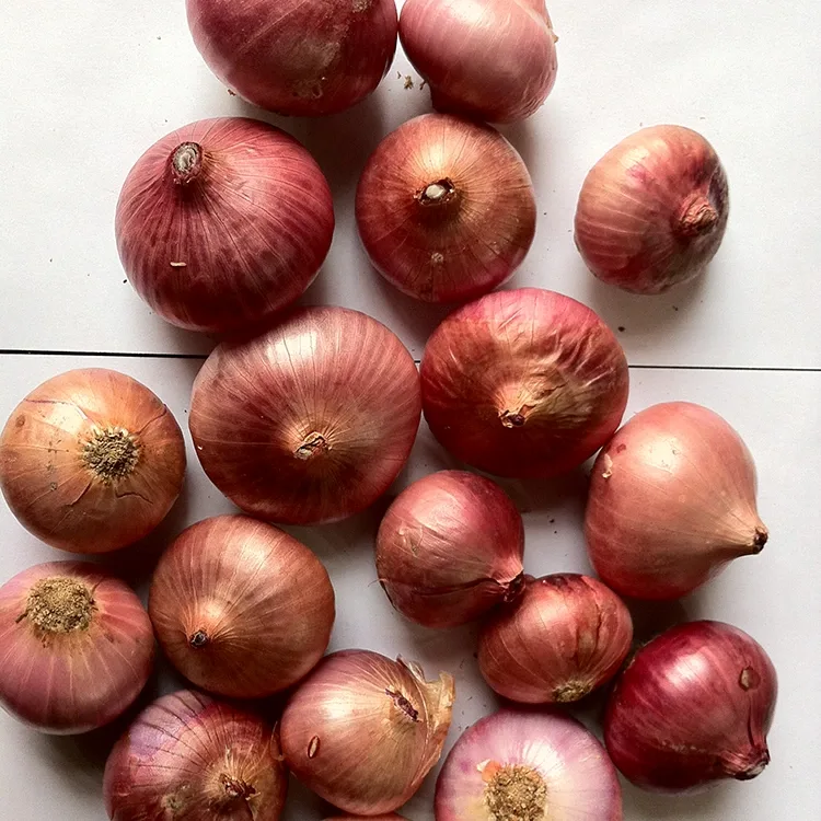Premium Frësch rout Ënnen
