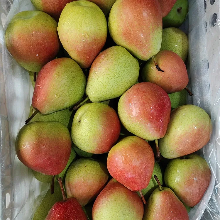 Premium Hand-ausgewielt Aen-opfälleg Glanzpabeier-Red Juli Red Pear