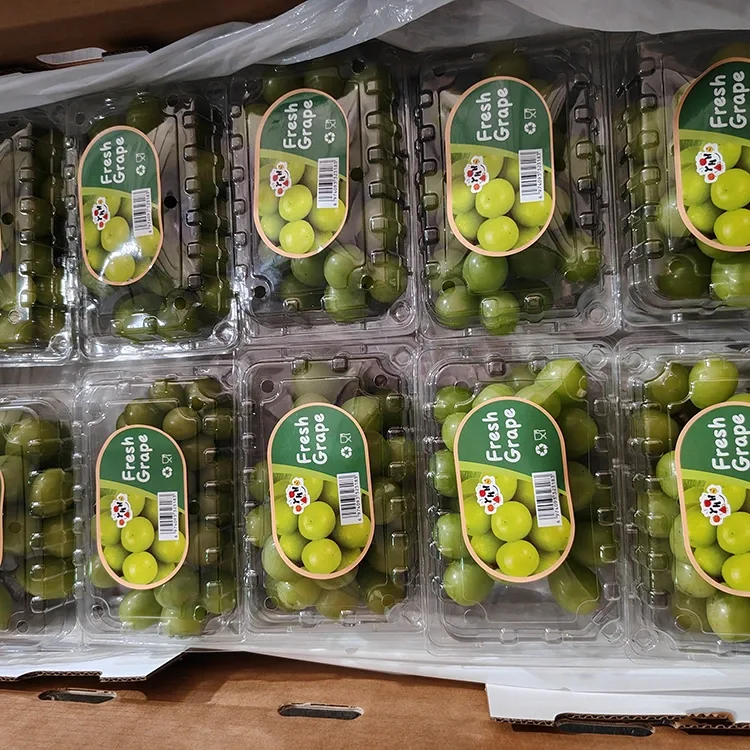 Ausgewielt Fresh Shine Muscat Drauwe
